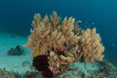 Filipinler Denizi 'ndeki mercan resifi ve su bitkileri
