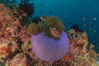 Filipinler Denizi 'nde deniz sümüklüböceği