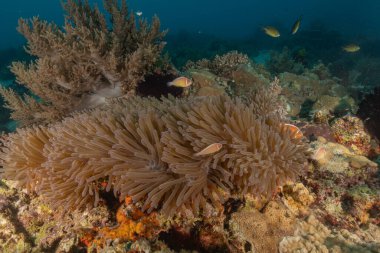 Filipinler Denizi 'nde palyaço balığı anemonbalığı