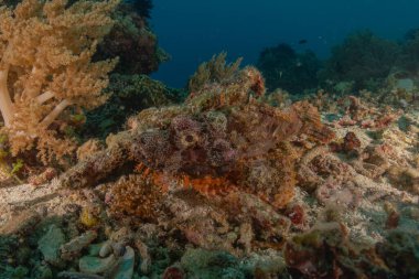 Filipinler Denizi 'nde balıklar yüzer.