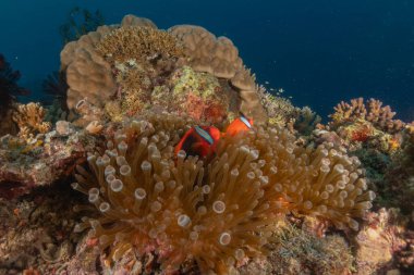 Filipinler Denizi 'nde palyaço balığı anemonbalığı