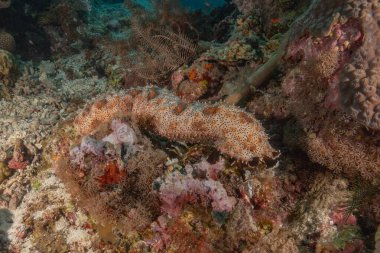 Filipinler Denizi 'nde balıklar yüzer.