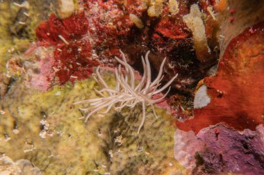 Filipinler Denizi 'ndeki mercan resifi ve su bitkileri