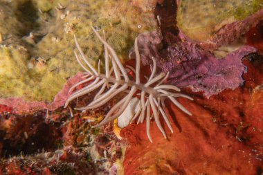 Filipinler Denizi 'ndeki mercan resifi ve su bitkileri