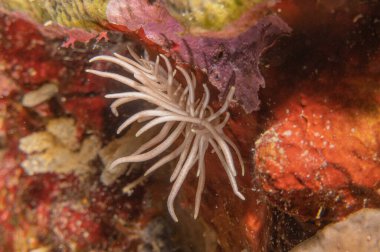 Filipinler Denizi 'ndeki mercan resifi ve su bitkileri