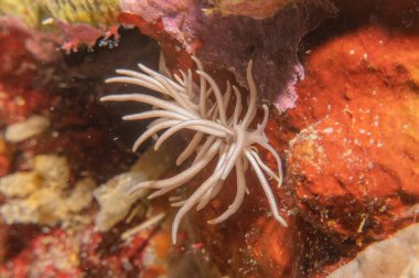 Filipinler Denizi 'ndeki mercan resifi ve su bitkileri