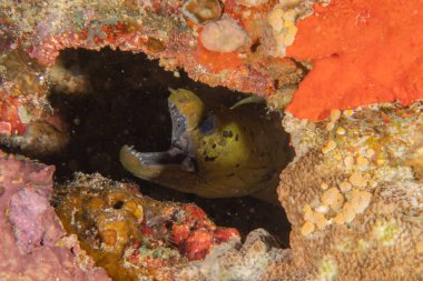 Moray eel Mooray lycodontis Filipinler Denizi 'nde dalgalanma