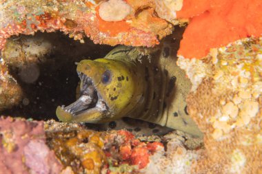 Moray eel Mooray lycodontis Filipinler Denizi 'nde dalgalanma