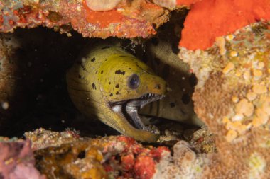 Moray eel Mooray lycodontis Filipinler Denizi 'nde dalgalanma