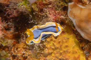 Filipinler Denizi 'nde deniz sümüklüböceği