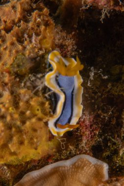 Filipinler Denizi 'nde deniz sümüklüböceği