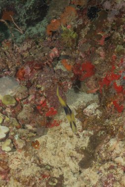 Filipinler Denizi 'ndeki mercan resifi ve su bitkileri