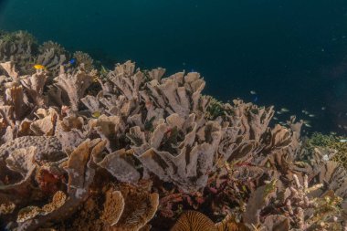 Filipinler Denizi 'ndeki mercan resifi ve su bitkileri