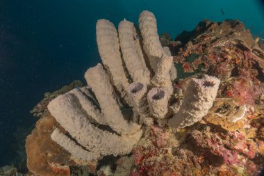 Filipinler Denizi 'ndeki mercan resifi ve su bitkileri