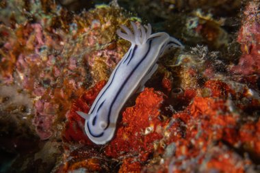 Filipinler Denizi 'nde deniz sümüklüböceği