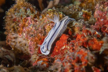 Filipinler Denizi 'nde deniz sümüklüböceği