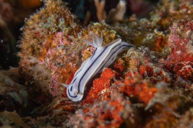 Filipinler Denizi 'nde deniz sümüklüböceği