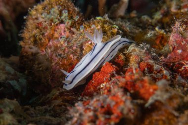 Filipinler Denizi 'nde deniz sümüklüböceği