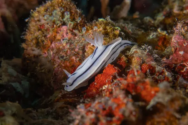 Filipinler Denizi 'nde deniz sümüklüböceği