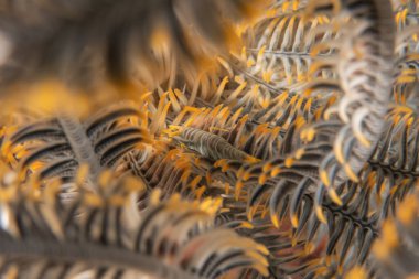 Filipinler Denizi 'ndeki mercan resifi ve su bitkileri