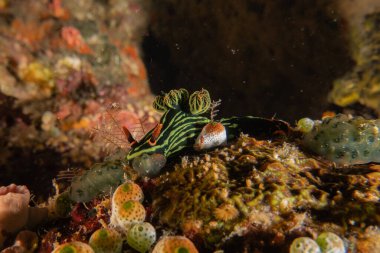 Filipinler Denizi 'nde deniz sümüklüböceği
