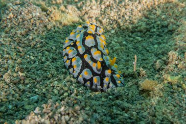 Sea slug in the Sea of the Philippines clipart