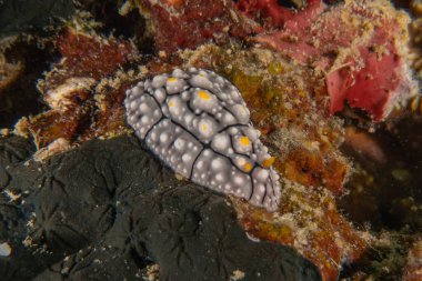 Filipinler Denizi 'nde deniz sümüklüböceği