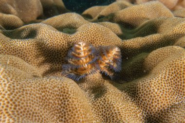 Filipinler Denizi 'ndeki mercan resifi ve su bitkileri