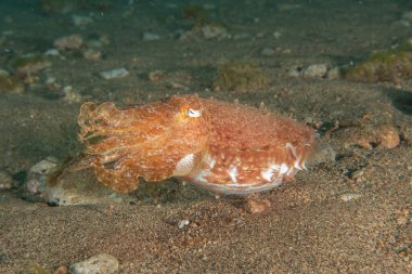 Filipinler Denizi 'nde mürekkep balığı