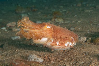 Filipinler Denizi 'nde mürekkep balığı