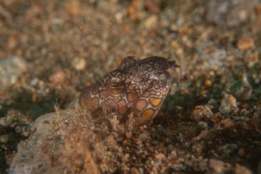 Filipinler Denizi 'nde balıklar yüzer.