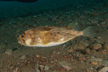 Filipinler Denizi 'nde balıklar yüzer.