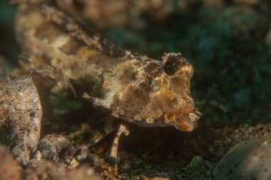 Filipinler Denizi 'nde balıklar yüzer.