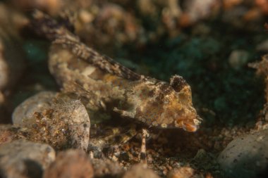 Filipinler Denizi 'nde balıklar yüzer.