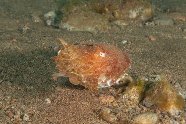 Filipinler Denizi 'nde mürekkep balığı