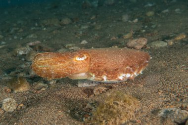 Filipinler Denizi 'nde mürekkep balığı