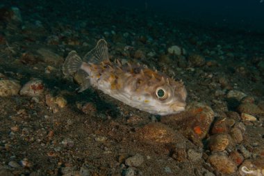 Filipinler Denizi 'nde balıklar yüzer.