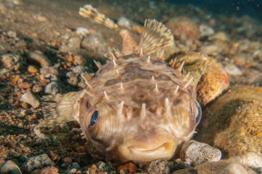 Filipinler Denizi 'nde balıklar yüzer.