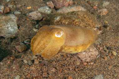 Cuttlefish in the Sea of the Philippines clipart