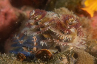 Filipinler Denizi 'ndeki mercan resifi ve su bitkileri