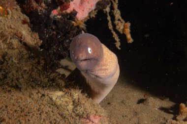 Moray eel Mooray lycodontis Filipinler Denizi 'nde dalgalanma