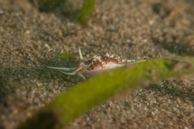Filipinler Denizi 'nde deniz sümüklüböceği