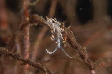 Filipinler Denizi 'nde deniz sümüklüböceği