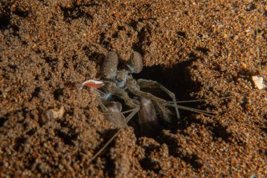 Filipinler Denizi 'nde uzun bacaklı örümcek yengeci