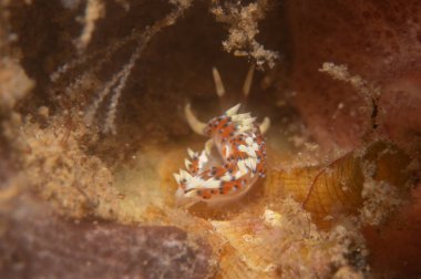 Filipinler Denizi 'nde deniz sümüklüböceği