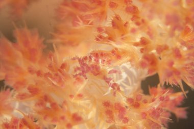 Filipinler Denizi 'ndeki mercan resifi ve su bitkileri