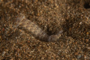 Filipinler Denizi 'nde deniz sümüklüböceği