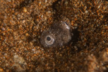 Filipinler Denizi 'nde balıklar yüzer.