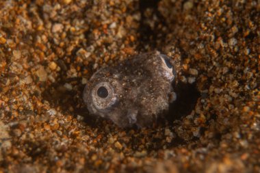 Filipinler Denizi 'nde balıklar yüzer.