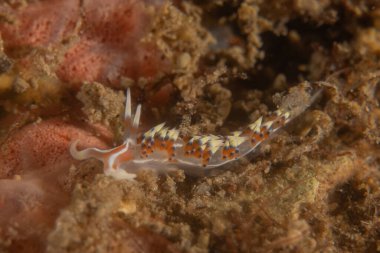 Filipinler Denizi 'nde deniz sümüklüböceği